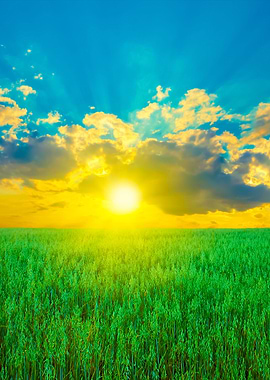 Oat Field With Blue Sky Wi