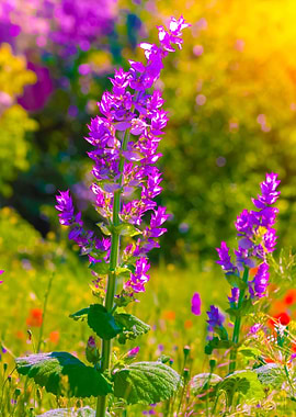 Wild Flower Field In Summe