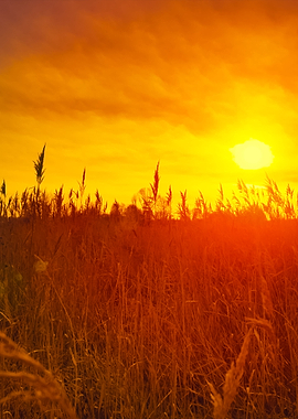 Beautiful Sunset Over Fiel