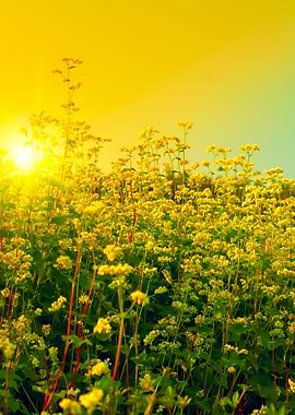 Beautiful Buckwheat Field