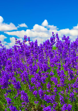 Lavender Against Blue Sky