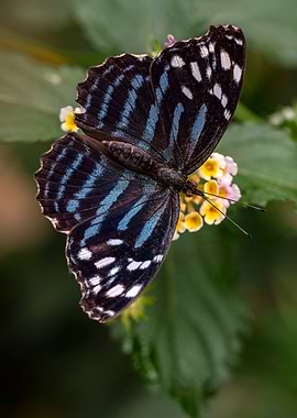 Myscelia ethusa butterfly