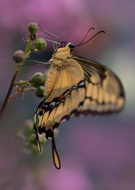 King Swallowtail