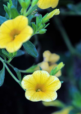 Callibrachoa yellow