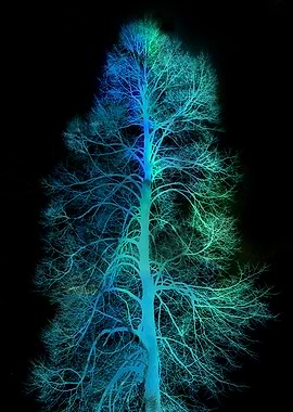 Neon Tree