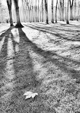 Black and white autumn