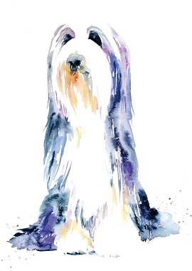 Bearded Collie Study