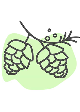 Hand Drawn Conifer Cone