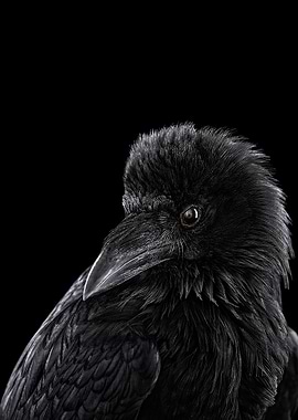 black Crow face poster