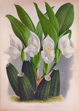 Vintage Orchid Anguloa