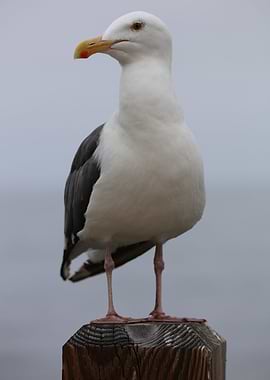 Sea Gull portrait