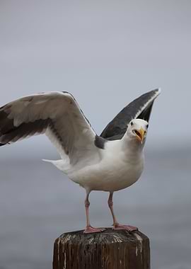 Sea gull