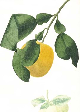 Lemon Watercolour