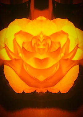 FluorescentRose1