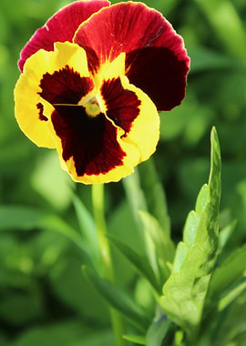 Pansy flowers