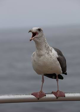 Sea gull