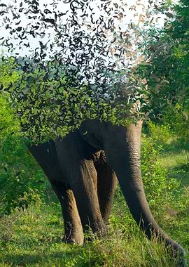 Blown Elephant Wall Art