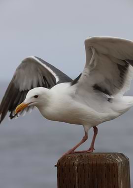 Sea gull