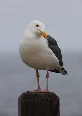 Sea gull