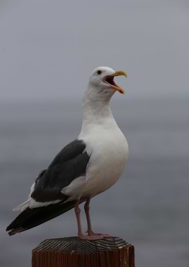 Sea Gull