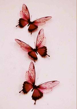 butterflies