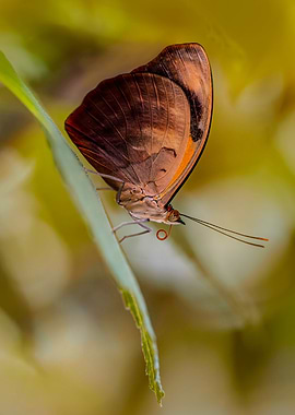 Brown beauty