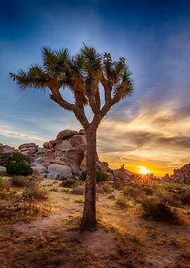 Joshua Tree Sunset
