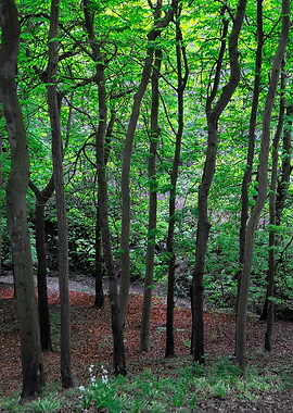 English Woodland