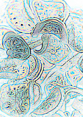 ornamental abstract dried