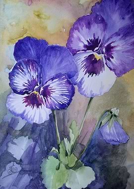 Blooming pretty pansies