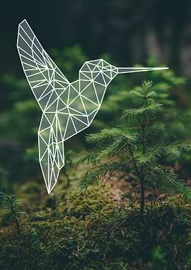 forest hummingbird