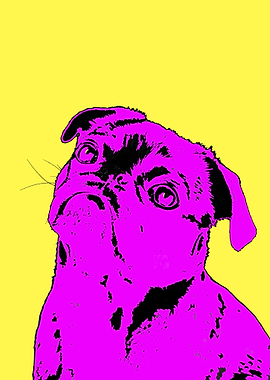 Pink pug on yellow bg