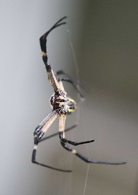 Argiope