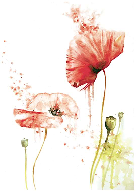 Poppies