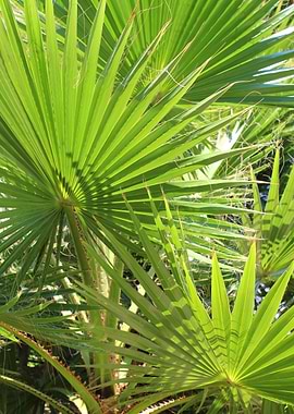 Palm Leaves