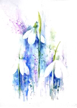 Snowdrops