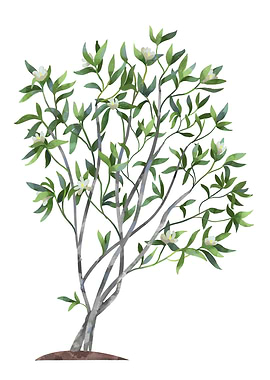 A Young Sweetbay Magnolia