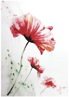 Poppies