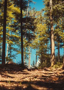 Looking on a small path