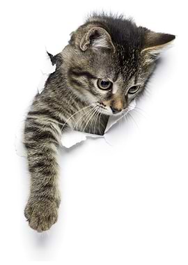 Funny Baby Kitten Cat