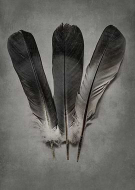 Three feathers