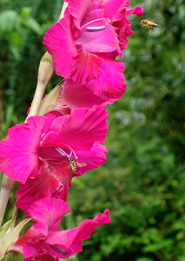 gladiola pollinators