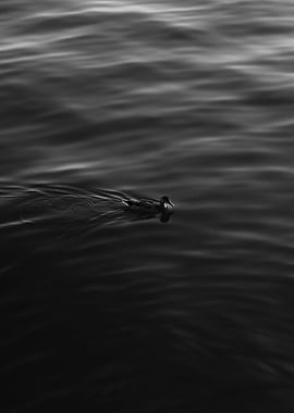 One Alone Duck in Water