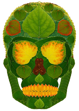 Aspen Leaf Skull 9