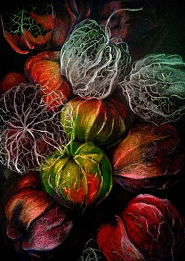 Physalis fruits