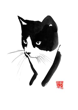 black and white cat