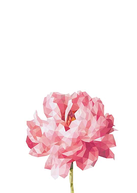 Peony flower