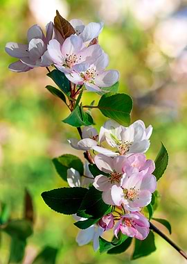 Stunning Crabapple Flowers