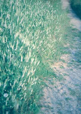 Sandy path in the beach