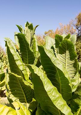 Tobacco field